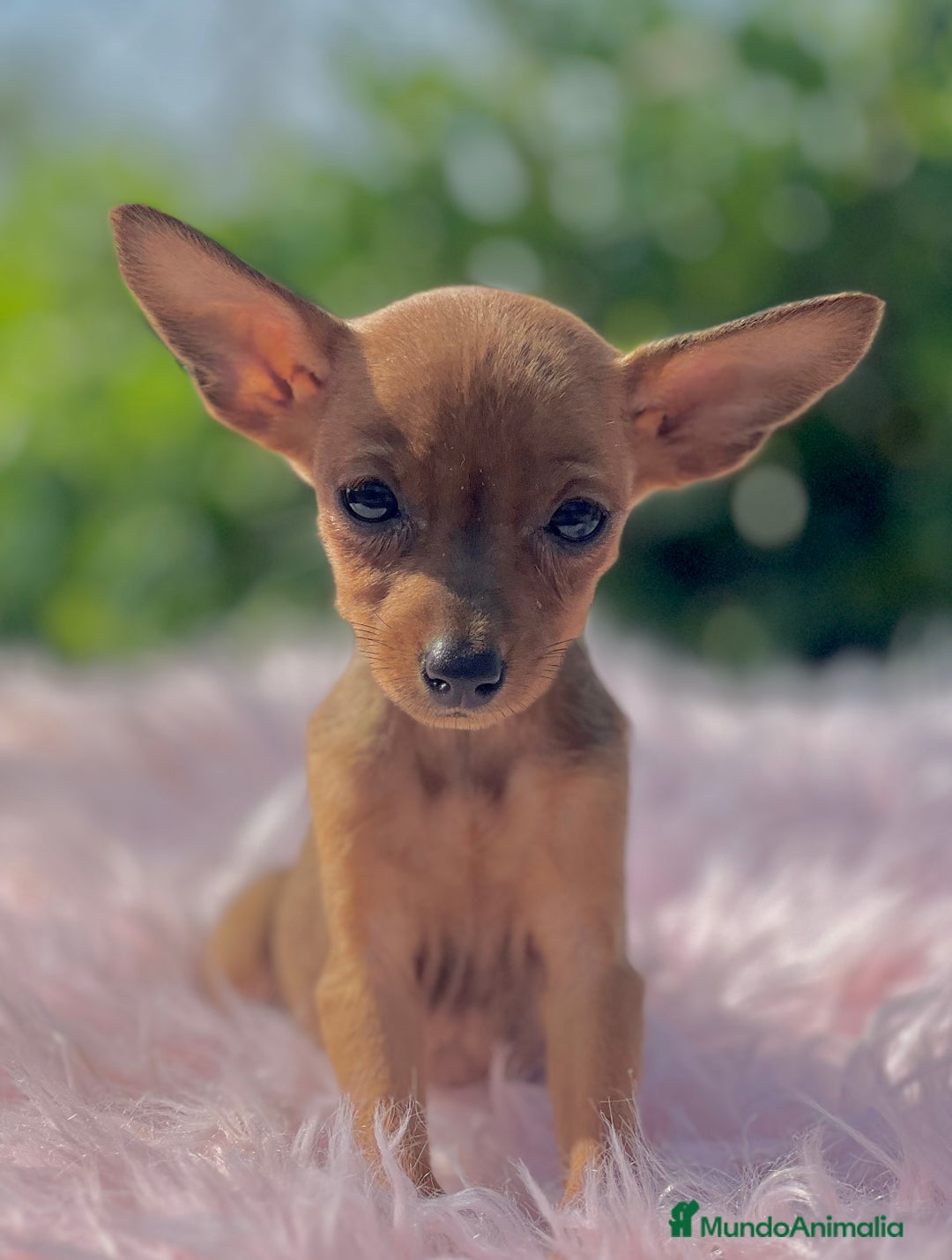 Ratón de Praga perros en venta: Ratona de Praga roja  - Imagen 1