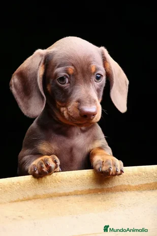 Teckel Miniatura perros - Anuncio 13