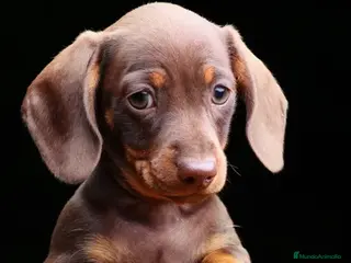 Teckel Miniatura perros TECKEL MINI , ARLEQUIN Y CLASICO - Anuncio 25