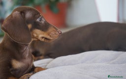 Teckel Miniatura perros en venta: ✨ Cacao & Bongo ✨ - Imagen 12