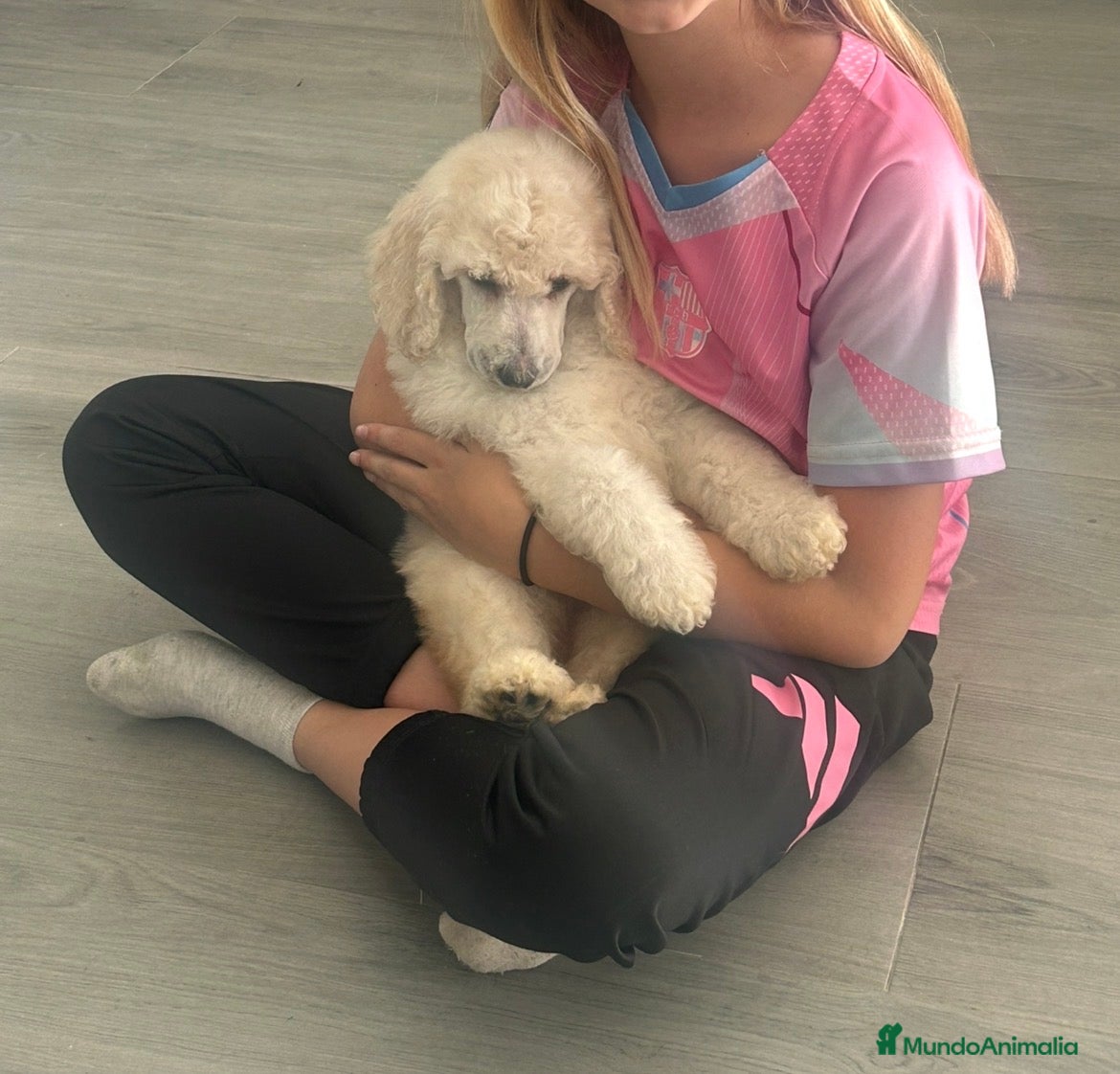 Caniche Gigante perros Caniche gigante  - Anuncio 5