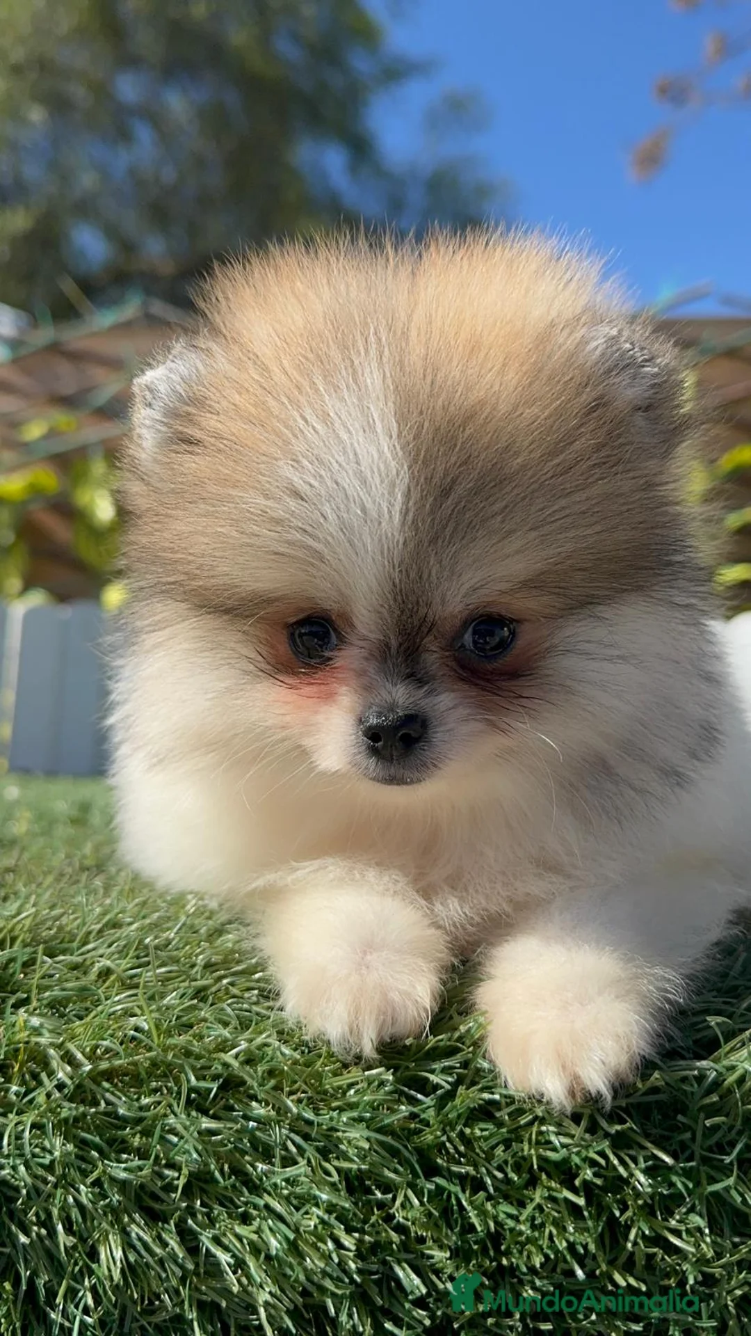 Pomerania perros en venta: POMERANIA - Anuncio 11