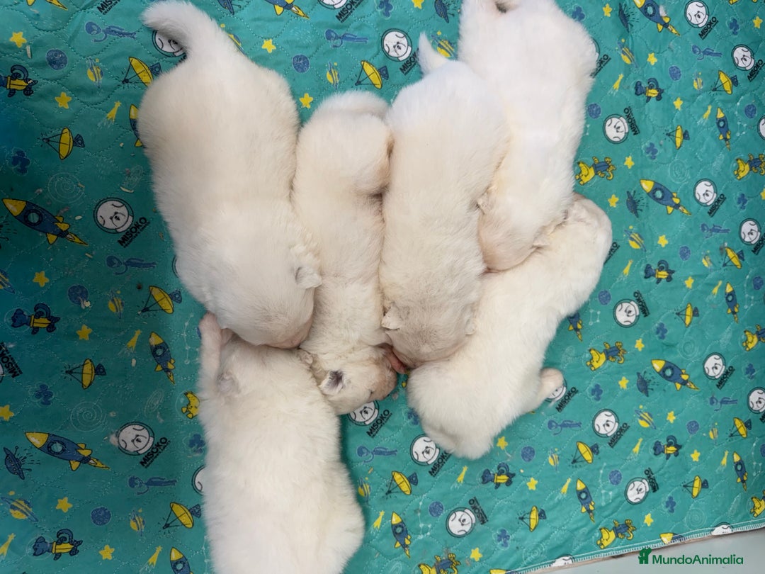 Samoyedo perros en venta: Único samoyedo disponible  - Imagen 1