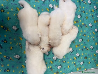 Samoyedo perros - Anuncio 36
