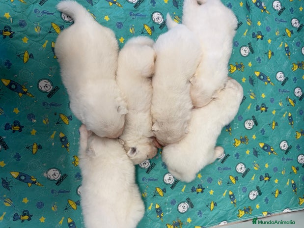 Samoyedo perros - Anuncio 1