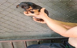 Pinscher Miniatura perros en venta: Mini pinscher  - Imagen 4