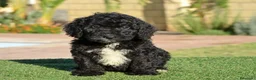 Perro de Agua Español perros en venta: Perro de agua , cachorros  - Anuncio 35
