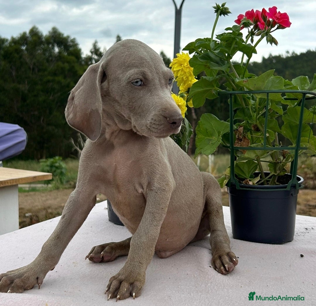Weimaraner perros en venta: Braco de weimar. Precio real - Imagen 2