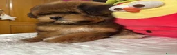 Maltipoo perros en venta: Maltipoo exclusiva por sus tonalidades!! - Anuncio 4