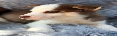 Husky Siberiano 4