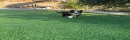 Border Collie perros en adopcion: Preciosos border collie  - Anuncio 6