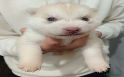 Husky Siberiano perros en venta: Camada husky siberiano  - Imagen 5