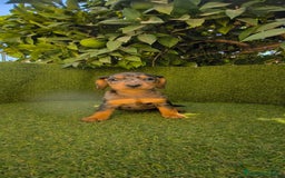 Teckel Miniatura perros en venta: teckel miniatura arlequin - Imagen 20