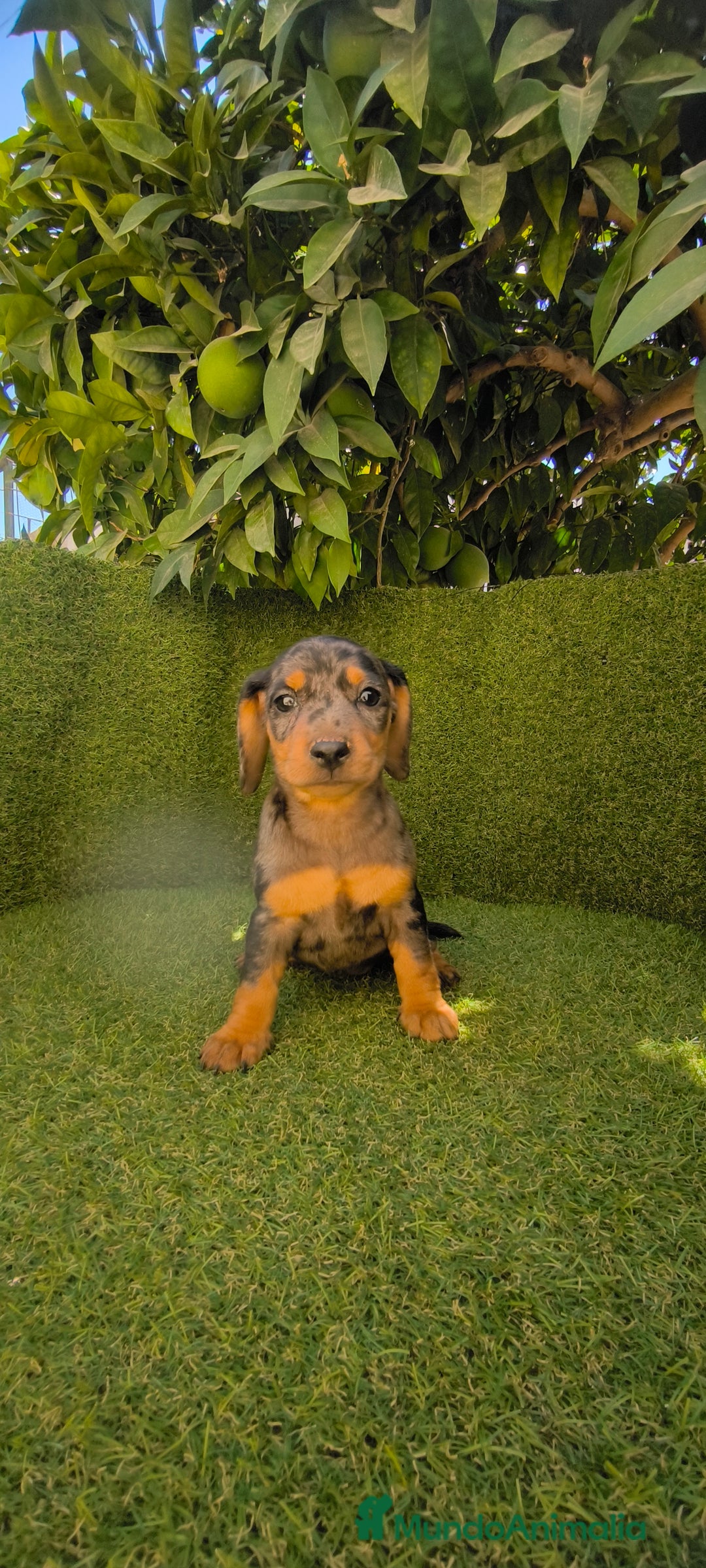 Teckel Miniatura perros en venta: teckel miniatura arlequin - Imagen 20