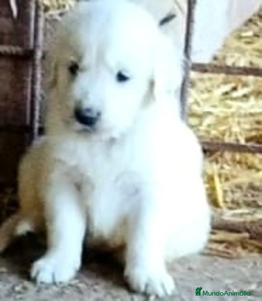 Golden Retriever perros en venta: Espectacular camada de golden - Anuncio 2