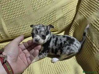 Chihuahua perros Chihuahua Toy merle disponible 🐾 - Anuncio 5