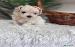 Maltipoo perros en venta: MALTIPOO HEMBRA - Imagen 6