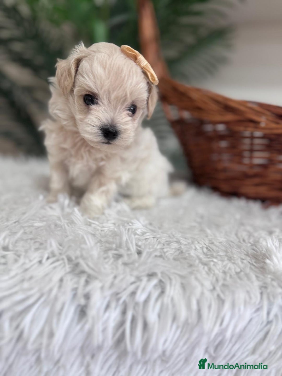 Maltipoo perros en venta: MALTIPOO HEMBRA - Imagen 6