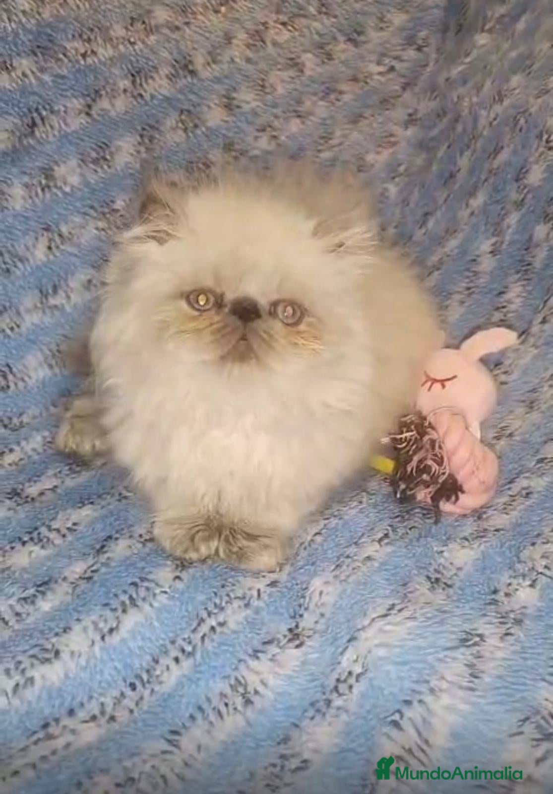 Persa gatos Hembra de persa del Himalayo. - Anuncio 2