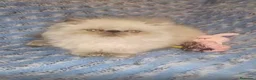 Persa gatos en venta: Hembra de persa del Himalayo. - Anuncio 1