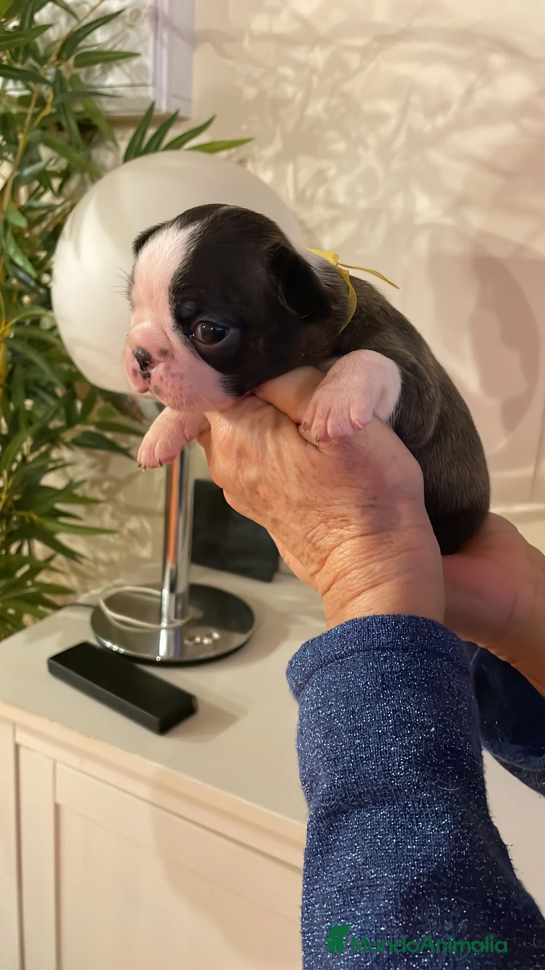 Boston Terrier perros en venta: Boston Terrier cachorros - Anuncio 8