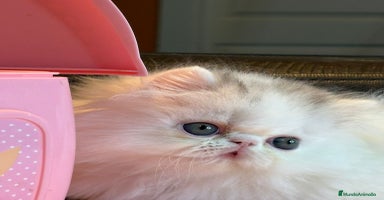 Persa gatos Gatito macho - Anuncio 2