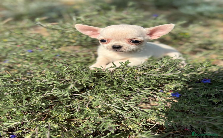 Chihuahua perros Chihuahua cabeza Manzana  - Anuncio 1