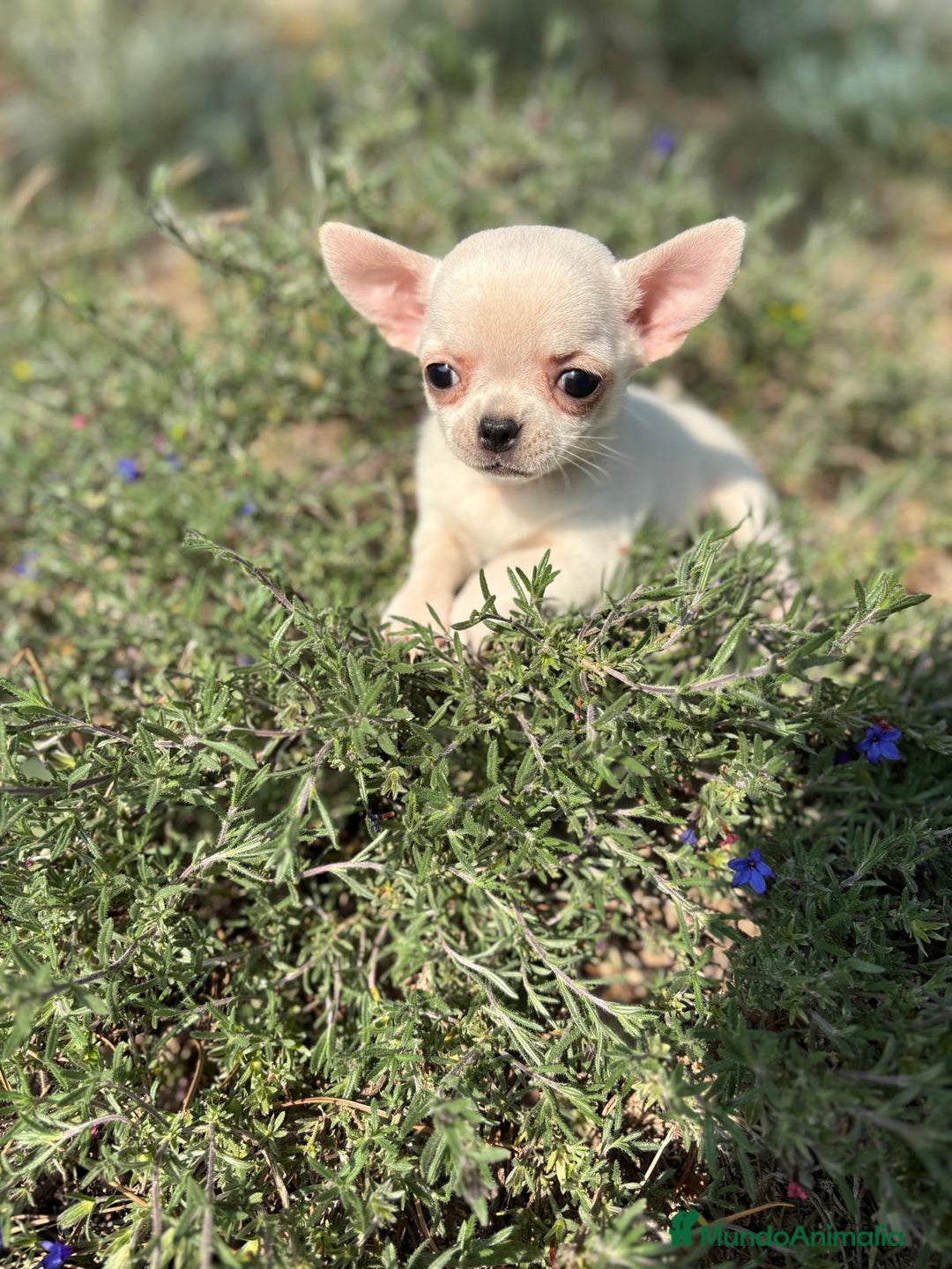 Chihuahua perros en venta: Chihuahua cabeza Manzana  - Anuncio 1