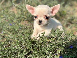 Chihuahua perros Chihuahua cabeza Manzana - Anuncio 1