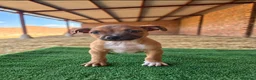 Staffordshire Bull Terrier perros en venta: staffordshire bull terrier - Anuncio 5