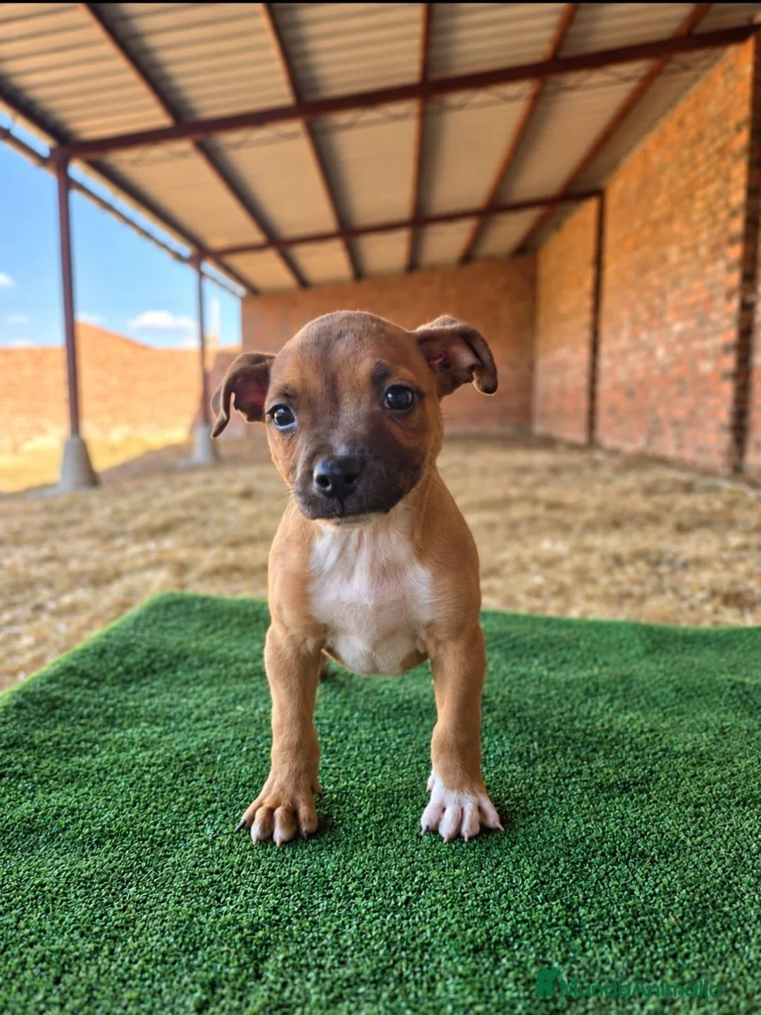 Staffordshire Bull Terrier perros en venta: staffordshire bull terrier - Anuncio 5