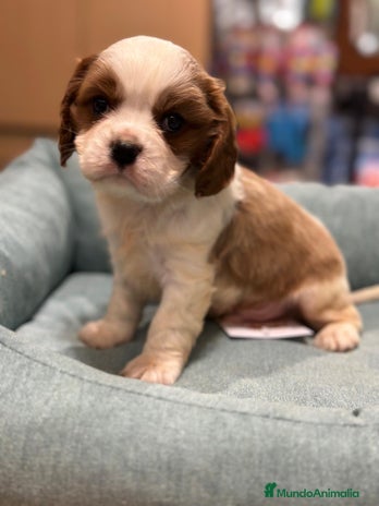 Cavalier King Charles Spaniel perros en Barcelona - Anuncio 10