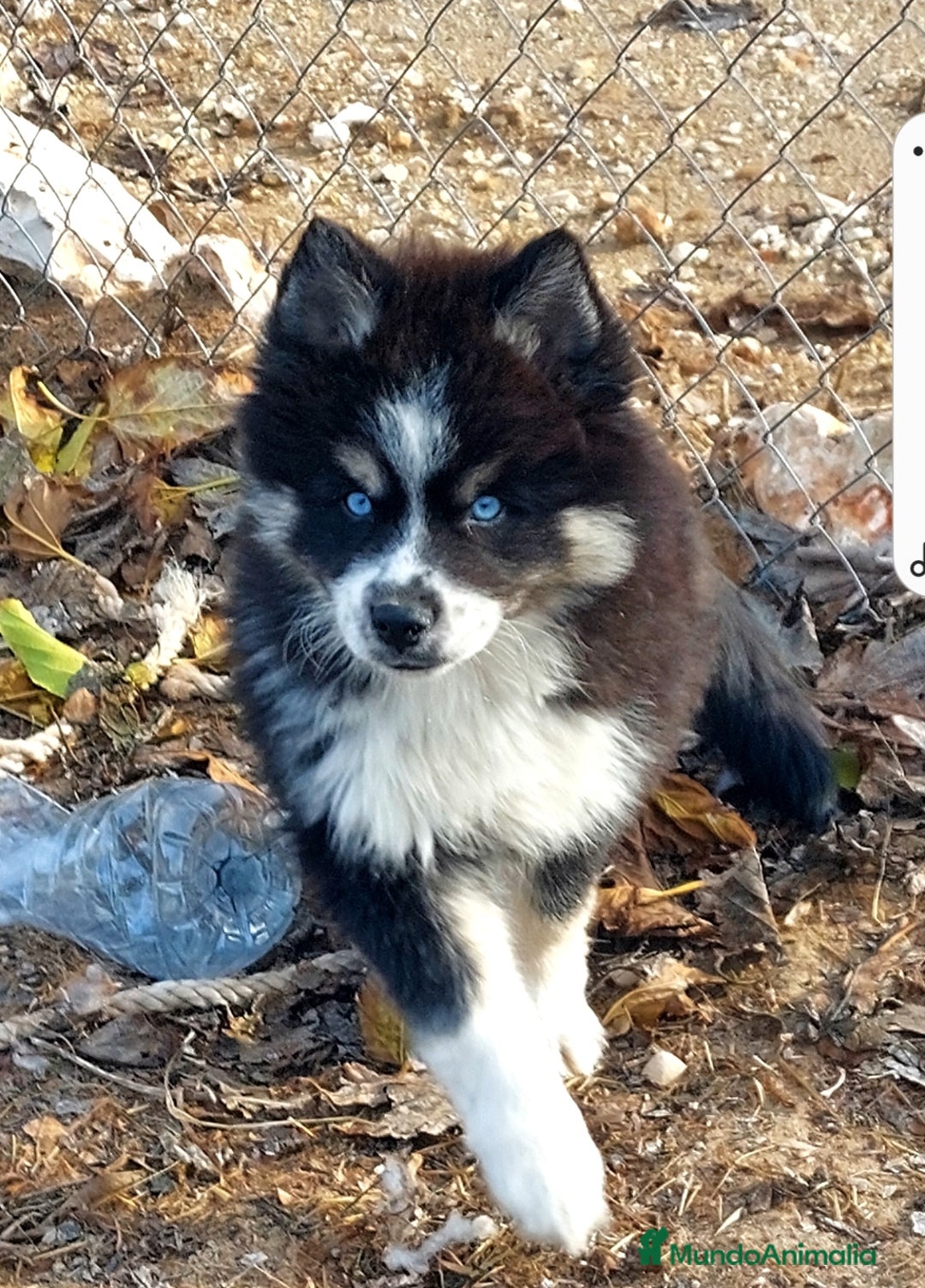 Pomsky perros en venta: Cachorros pomsky - Anuncio 3