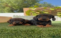 Teckel Miniatura perros en venta: TECKEL. MINIATURA - Imagen 9