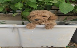 Caniche Toy perros en venta: PRECIOSOS CANICHES TOY BEBES - Anuncio 5