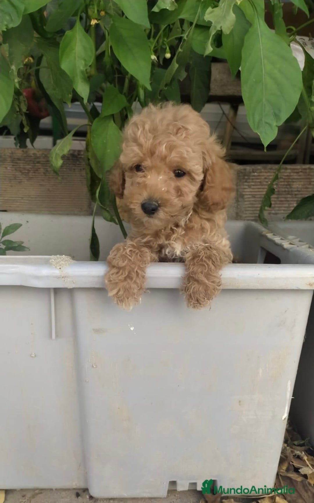 Caniche Toy perros en venta: PRECIOSOS CANICHES TOY BEBES - Anuncio 5