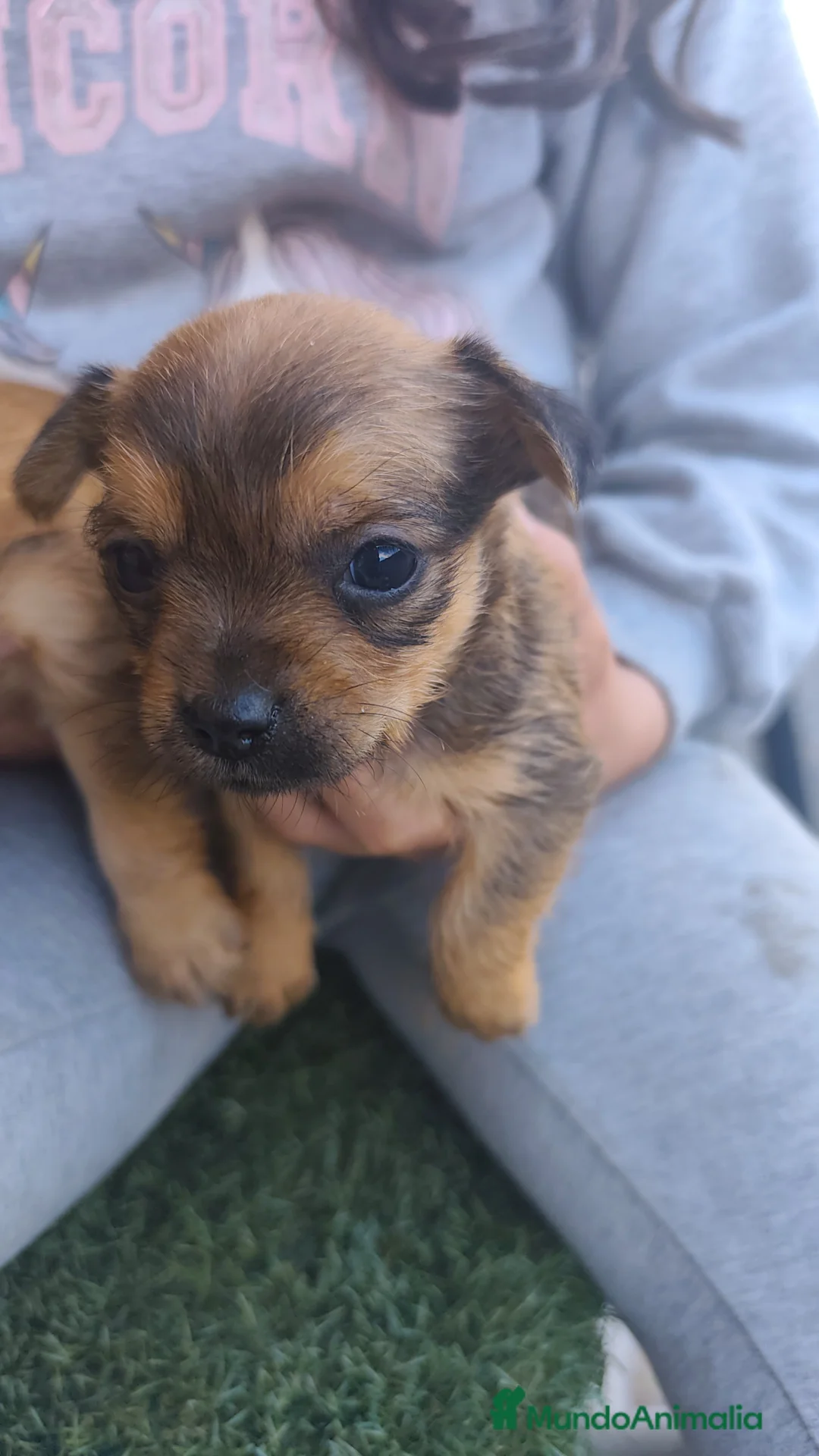 Raza Mixta perros en venta: Chorkie hembras - Anuncio 2