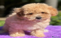 Maltipoo perros en venta: Maltipoo Toy hembra  - Imagen 5