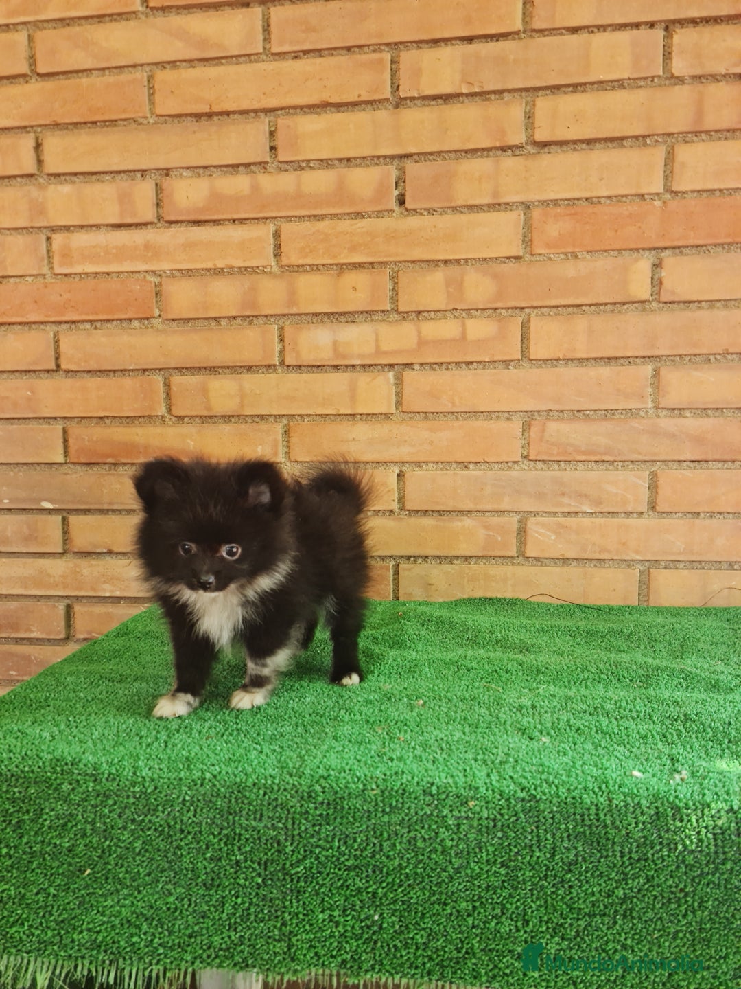 Pomerania perros en venta: Pomerania toy mini - Imagen 4