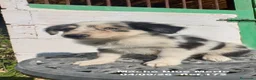 Border Collie perros en venta: Border Collie De Villa Biznaga - Anuncio 15