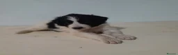 Border Collie perros en venta: BORDER COLLIE - Anuncio 32
