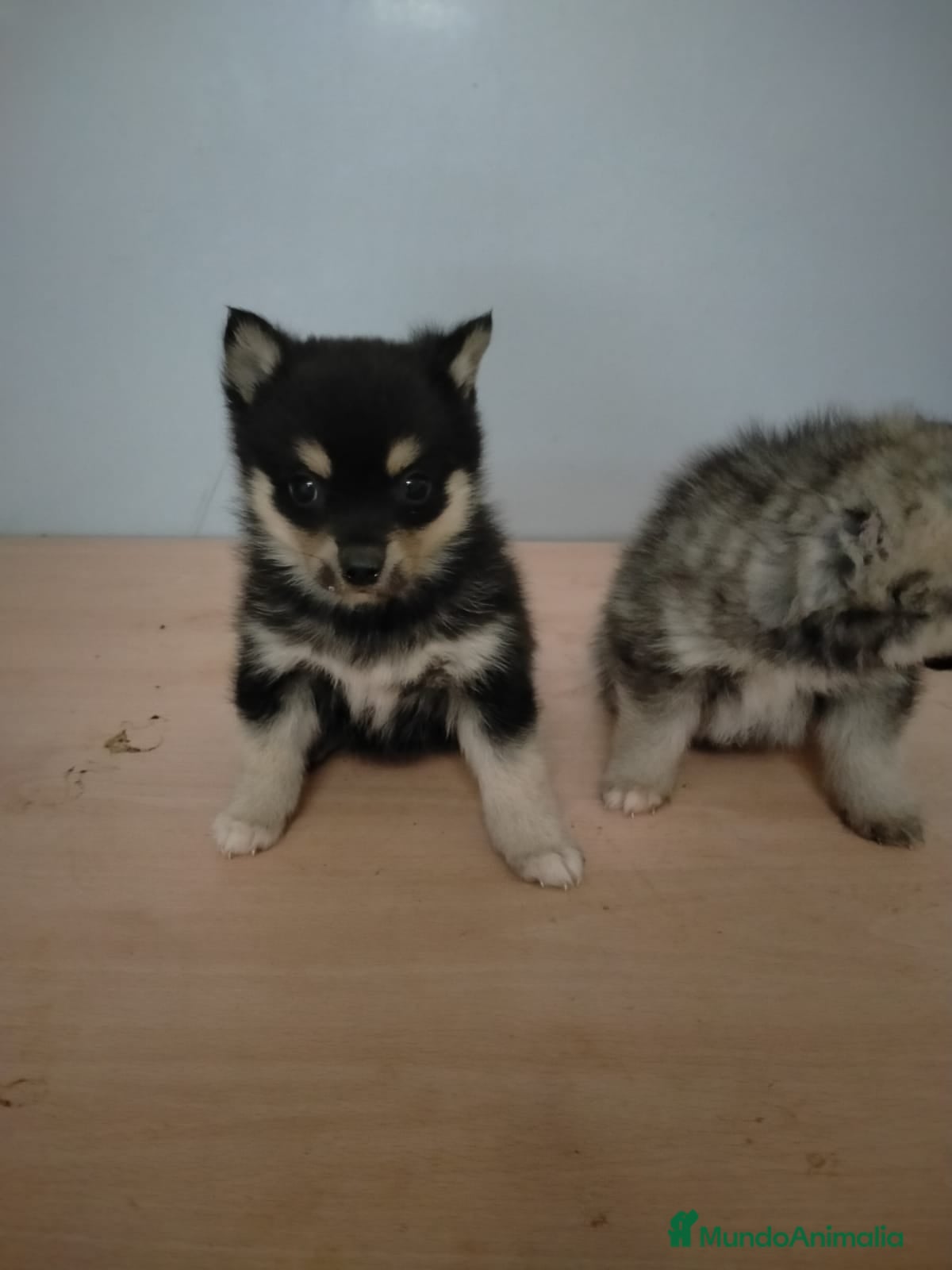 Pomsky perros Pomsky Hembra - Anuncio 1