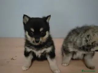 Pomsky perros Pomsky Hembra - Anuncio 1