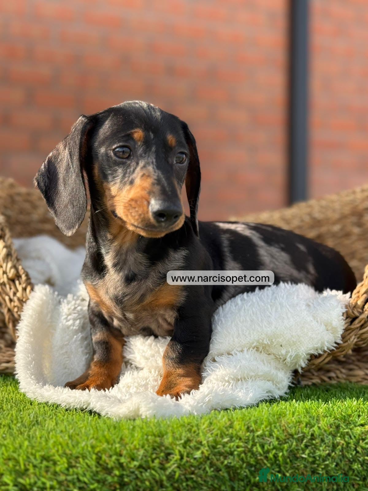 Teckel Miniatura perros en venta: TECKEL ARLEQUIN - Anuncio 5
