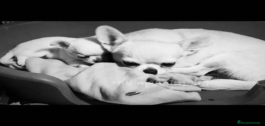 Imagen de galería {{count}}