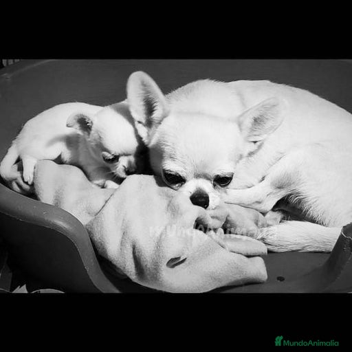 Imagen de galería {{count}}