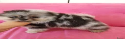 Pomerania perros en venta: Pomerania TOY 🌈♂️♀️ - Anuncio 3