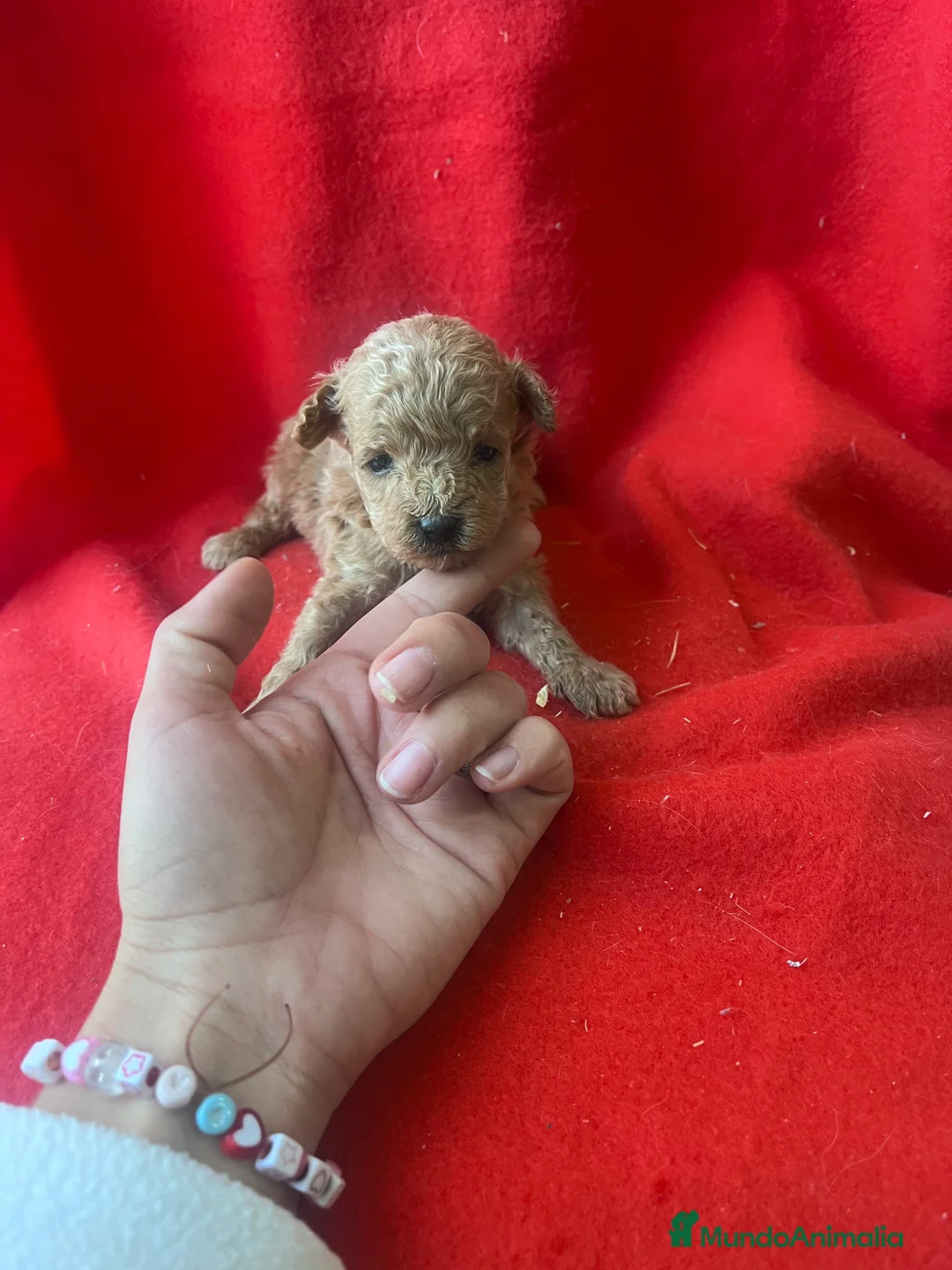 Caniche Toy perros en venta: PRECIOSO CANICHE TOY - Anuncio 2