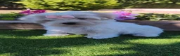 Bichón Maltés perros en venta: Preciosos cachorros de bichón maltés ❤️ - Anuncio 6