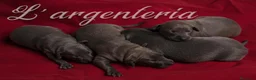 Pequeño Lebrel Italiano perros en venta: Camada Leberel Italiano - Anuncio 3